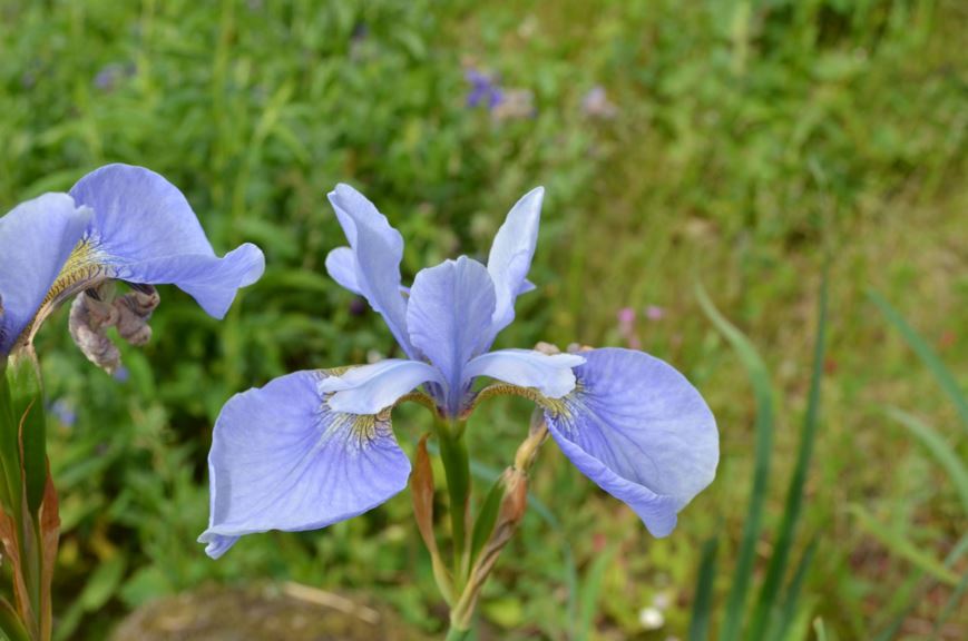 Iris sibirica 'Golden Edge' - Sibiriris